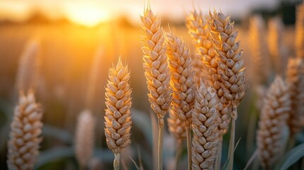 Poster - Close-up of golden wheat stalks illuminated by the warm glow of the setting sun.