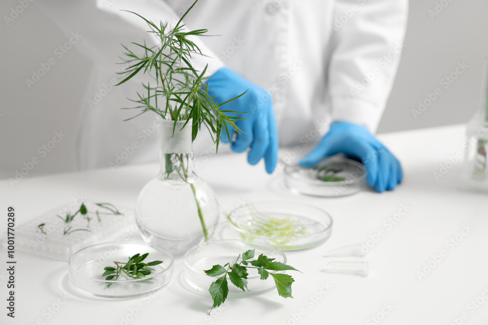 Female scientist working with plants samples and tweezers in laboratory, closeup