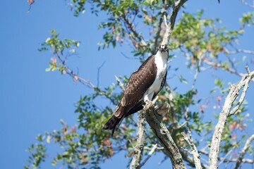 osprey