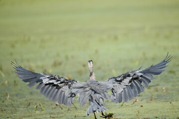 Great Blue Heron on pond