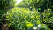 © Nova Widiawati - A close-up of a digital soil sensor in a lush green field of growing plants. The sensor is used to monitor soil moisture and nutrient levels.