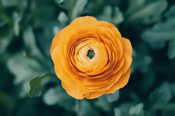 photo of two yellow ranunculi in soft focus