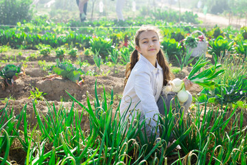 Young girl farmer harvesting green onions on farm field on a sunny day