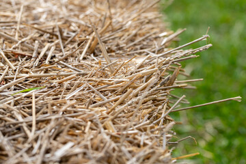 hay bale in the field