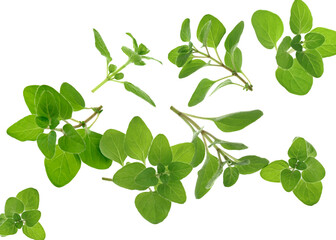 Poster - Fresh oregano twigs in air on white background