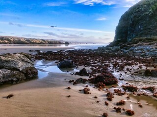 kelp washed up on the beach in bandon oregon.