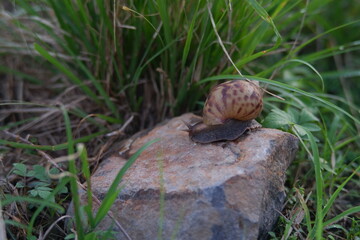 Snail in the forest. a snail crawling on a big rock with a big grass