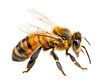 © Novian - Stunning bee isolated on transparent flying