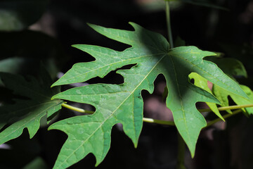 Young papaya leaf with background blur, close-up photo