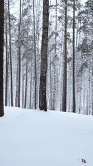 Wall Mural - Beautiful scenery with snowy white forest In winter frosty day. Media. Amazing pine scenic view of park woods.