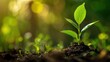 © buraratn - Fresh Green Seedling in Soil with Bokeh Background