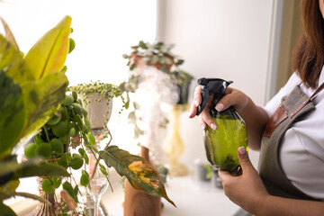 Woman gardener hands sprinkling water to hedera ivy in hanged pot plant care cultivation closeup