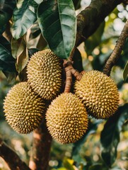 Canvas Print - Durian Fruits on Tree Branch