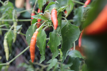 Chili Pepper Plant Growing: A vibrant red chili pepper hangs among its pale green counterparts on a lush plant, showcasing the beauty of nature's bounty.