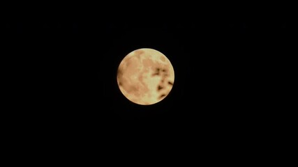 Wall Mural - Shining full yellow moon at night with spooky tree branches