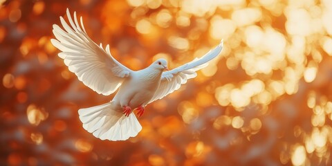 Poster - White Dove Flying in Warm Golden Light