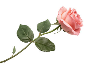 pink rose flower with leaf and stem isolated on white transparent background