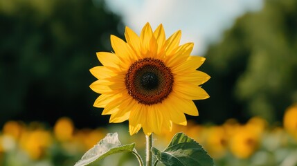 Wall Mural - Vibrant sunflower in a field