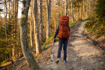 Fully equipped hiker enjoying sunrise early in the mountains. Hiker man with backpack hiking in spring forest. Hiking concept. Traveler with a backpack walk through the woods. View from the back.