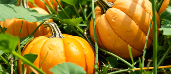 Canvas Print - Closeup of pumpkins in a field of green grass