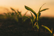 © Bits and Splits - Green maize seedlings growing in cultivated agricultural field in sunset