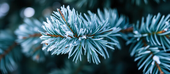 Canvas Print - Close-up of a frosted pine branch