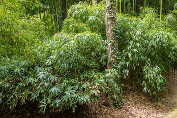 Bamboo plantations in Broques next to the town of Lapenne in Ariège in France.