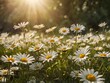 ©  Sokimimi Studio - Daisies Field with Sunlight and Bokeh Background