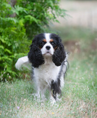 Wall Mural - cavalier king charles