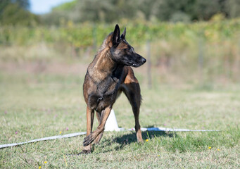 Poster - obedience training with a malinois