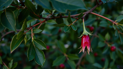 Sticker - A Single Red Flower Hanging from a Branch