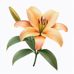 lily flower with leaves isolated on white background