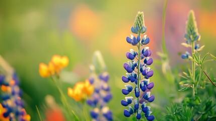 Poster - Vibrant wildflowers bloom in a lush field during late spring, showcasing stunning purple and yellow blossoms under soft sunlight