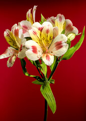 Wall Mural - Blooming white-pink Alstroemeria Rebecca on a red background
