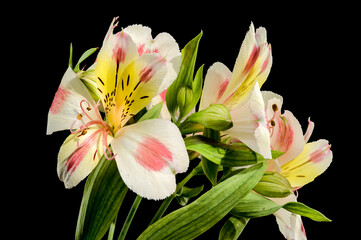 Wall Mural - Blooming white-pink Alstroemeria Rebecca on a black background