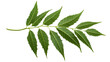 © john - Medicinal neem leaves Azadirachta indica Siamese, Isolated on transparent PNG back, Generative ai