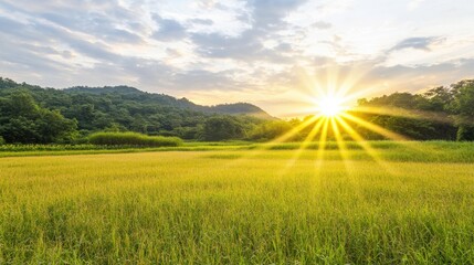 Sugarcane Field at Sunset with Warm Light