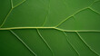 © StirfryMoJi - A close-up shot of a green leaf vein, showcasing its intricate network of smaller veins.