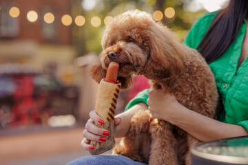 brown dog sniffs hot dog sausage and closes eyes with pleasure, close-up, harmful food for dogs