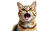 © Elegant Design & Art - Angry and surprised cat isolated on transparent png background with a funny and excited expression.