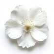 © Sea - White flower isolated on white background
