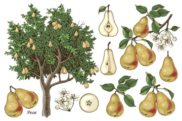 Pears hand drawn vector set