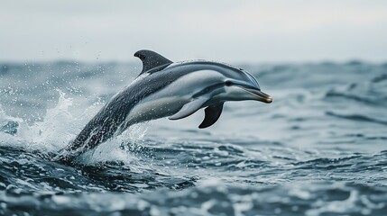 Canvas Print -   A dolphin leaps from the water with an open mouth and its head above the surface