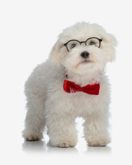 Poster - curious little bichon maltese dog with red bowtie and glasses looking up