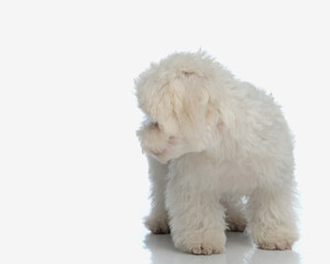 Poster - sweet fluffy bichon maltese puppy looking to side and walking