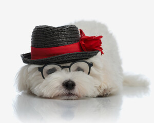 Poster - adorable little bichon maltese dog with hat and glasses laying down