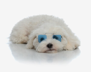 Wall Mural - adorable puppy with sunglasses laying head down and looking away