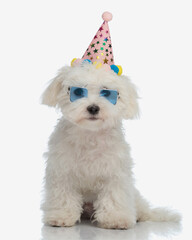 Poster - sweet little bichon dog with party hat and glasses sitting and looking at camera