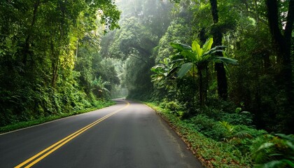 A winding road through lush green forest