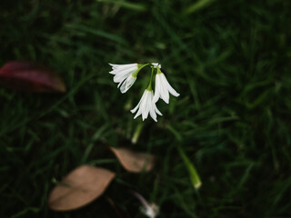 white flowers in the grass